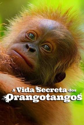 Filme A Vida Secreta dos Orangotangos Torrent